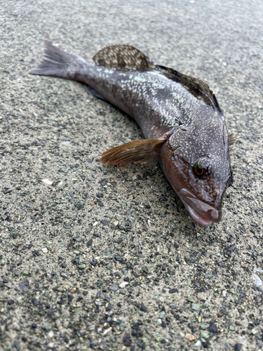 アイナメの釣果