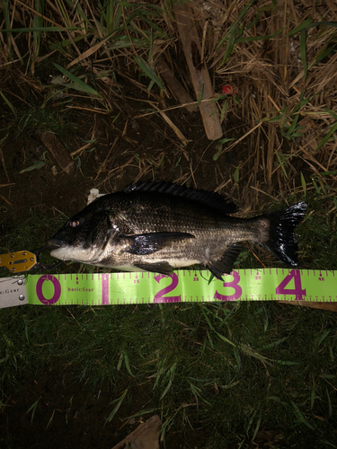 クロダイの釣果