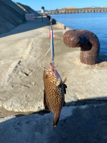 オオモンハタの釣果