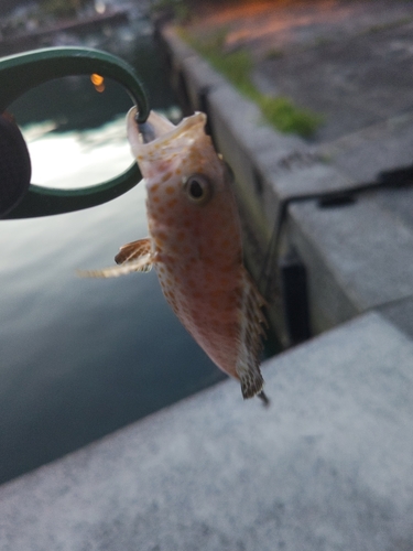 オオモンハタの釣果