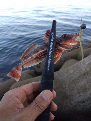 ホウボウの釣果