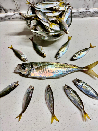 アジの釣果