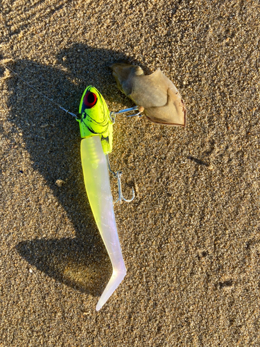 コウイカの釣果