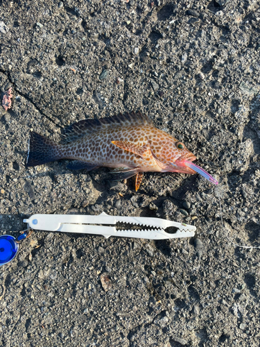 オオモンハタの釣果