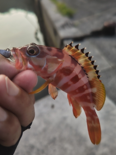 アカハタの釣果