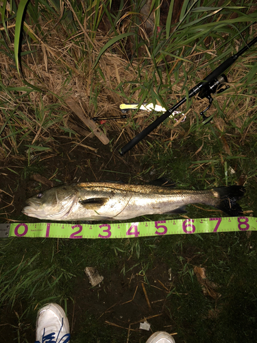 シーバスの釣果