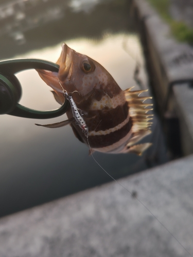 アオハタの釣果