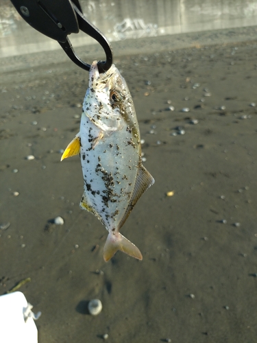 ショゴの釣果