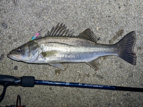 セイゴ（マルスズキ）の釣果