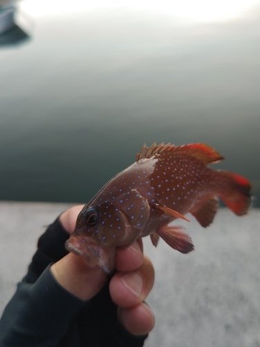 スジアラの釣果