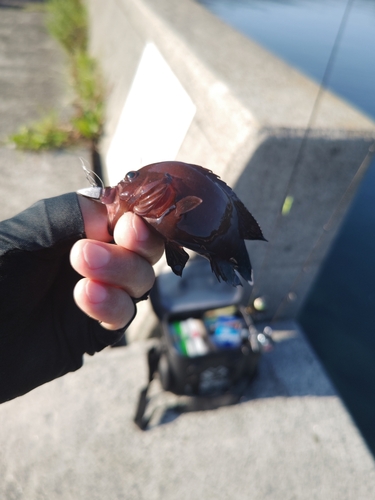 ヤミハタの釣果