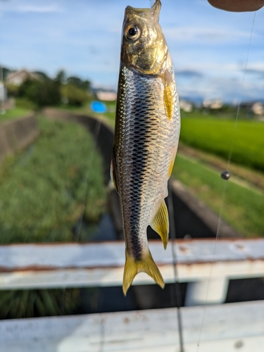 カワムツの釣果