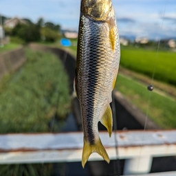 カワムツ