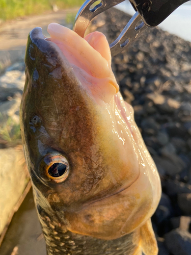 ニゴイの釣果