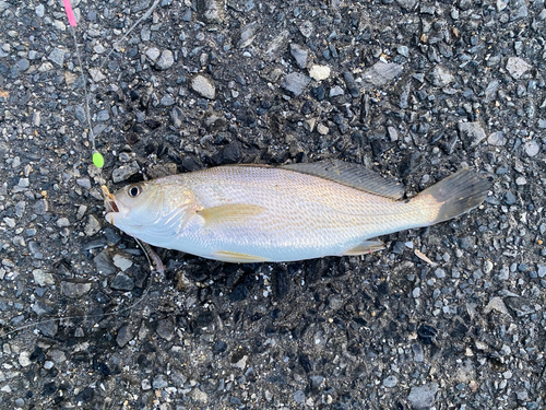 イシモチの釣果