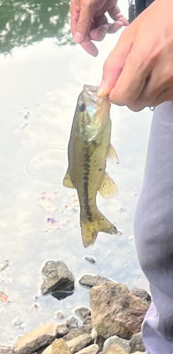 ブラックバスの釣果