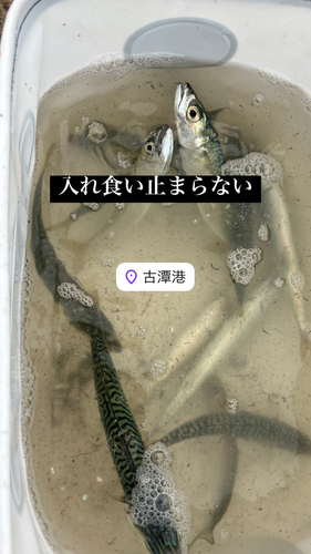 サバの釣果