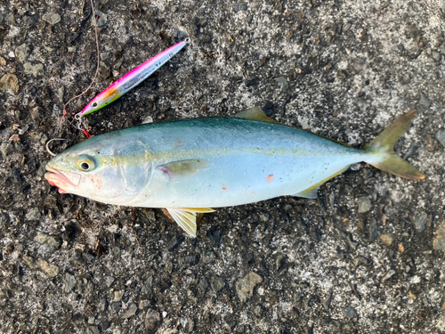 ツバスの釣果