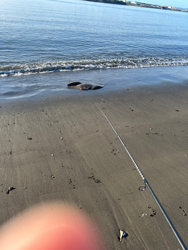 エイの釣果