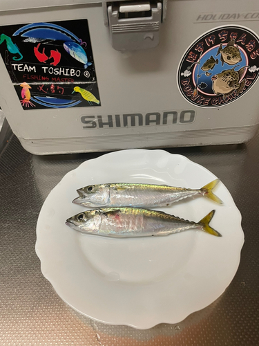 サバの釣果