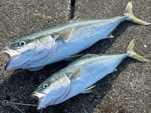 ワラサの釣果