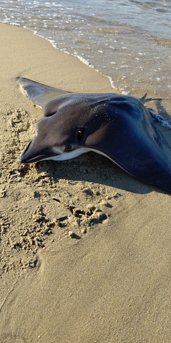 ナルトビエイの釣果