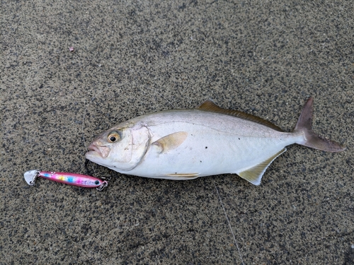 ショゴの釣果