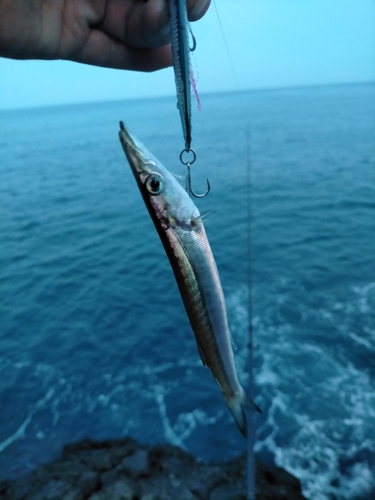 カマスの釣果