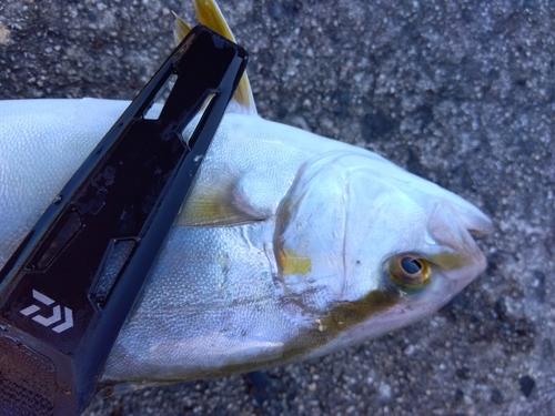 ネリゴの釣果