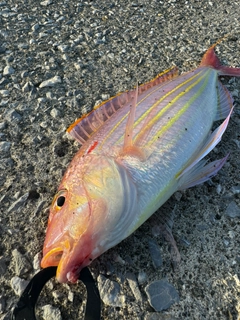 イトヨリダイの釣果