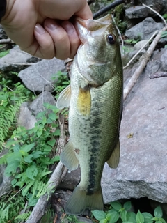 ブラックバスの釣果