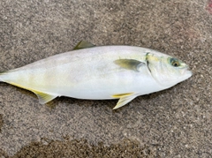 イナダの釣果