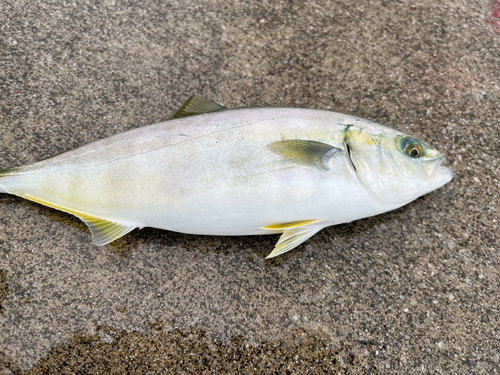 イナダの釣果