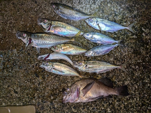 アジの釣果