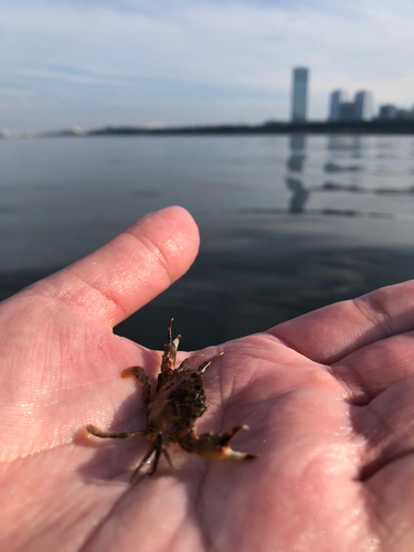 カニの釣果