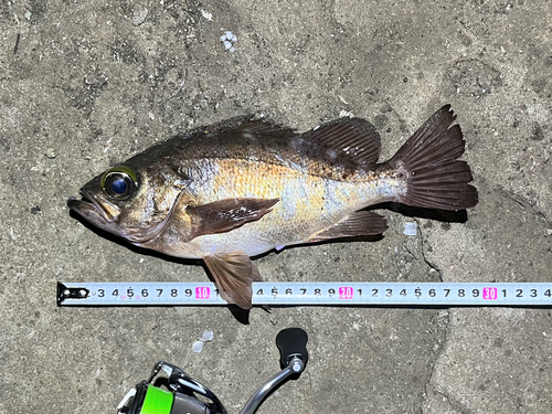 メバルの釣果