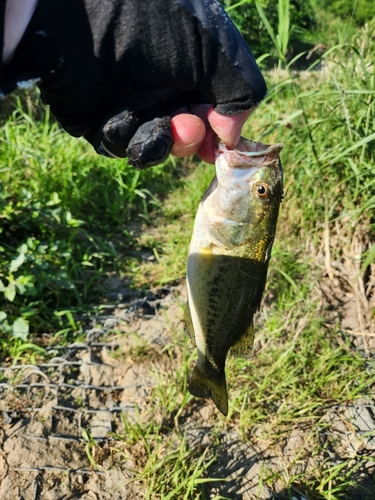 ラージマウスバスの釣果