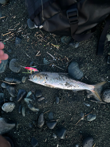 コノシロの釣果