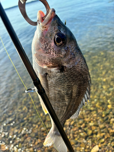 キビレの釣果