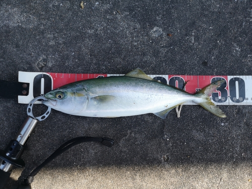 ツバスの釣果