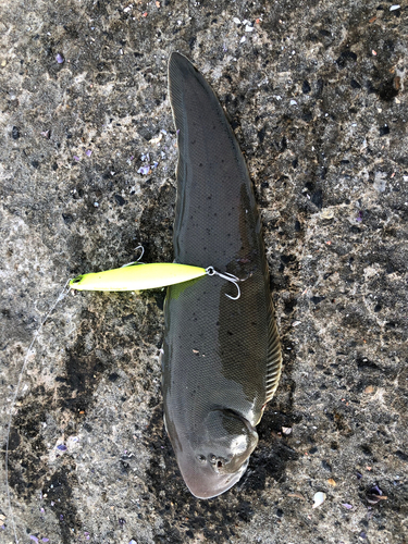 シタビラメの釣果