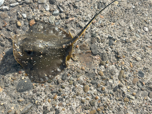 アカエイの釣果