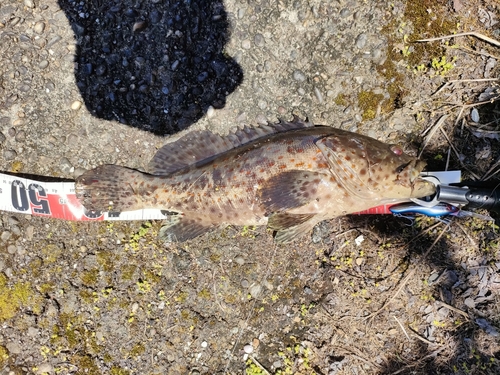 チャイロマルハタの釣果