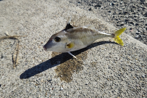 ギマの釣果