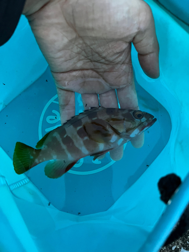 アカハタの釣果