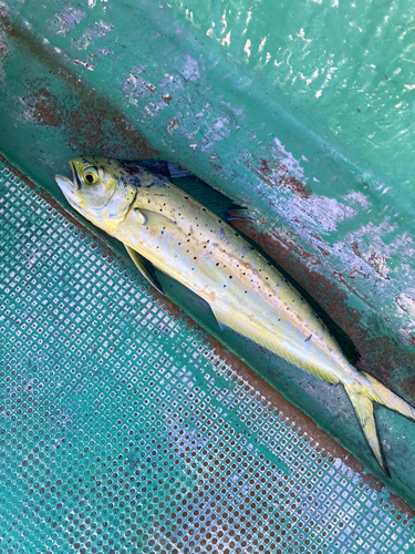 シイラの釣果