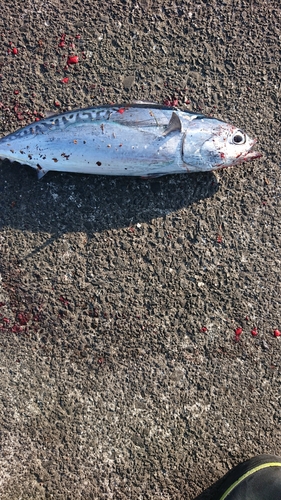 ソウダガツオの釣果