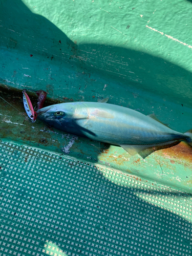 ハマチの釣果