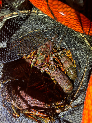 イセエビの釣果