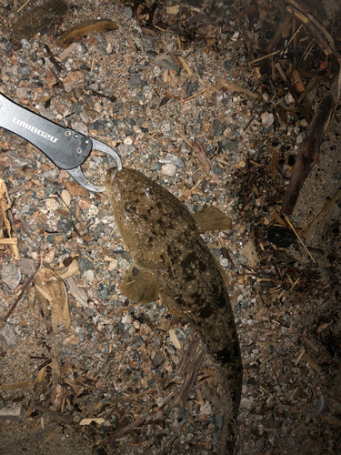 マゴチの釣果